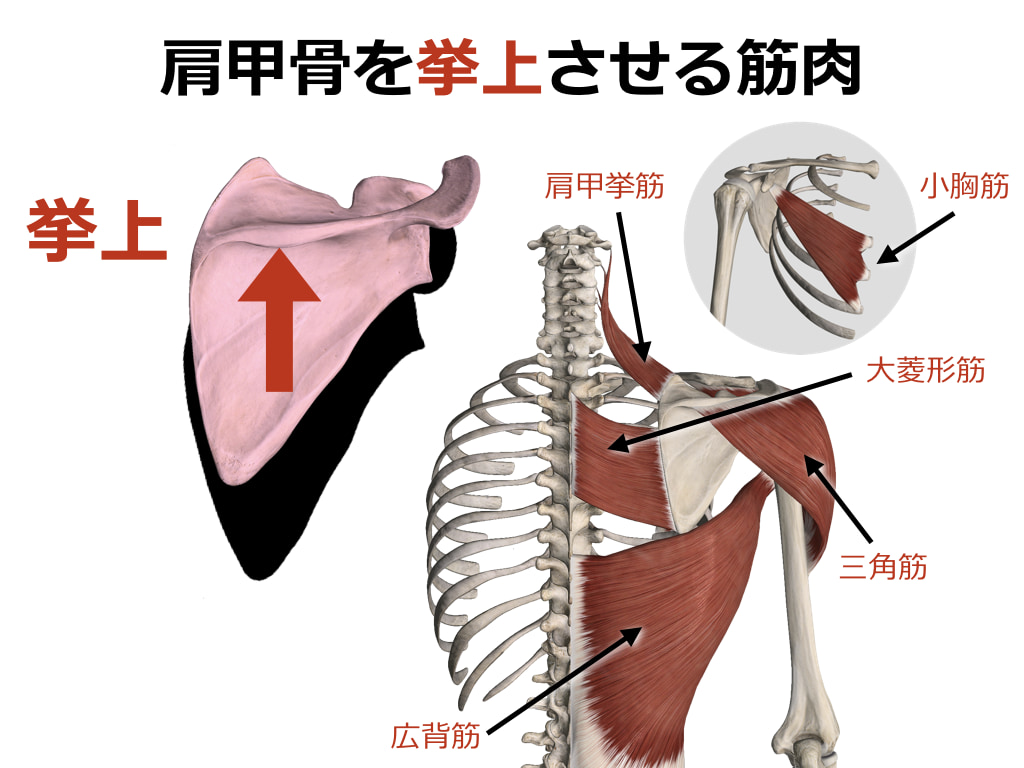 肩の筋肉の解剖図