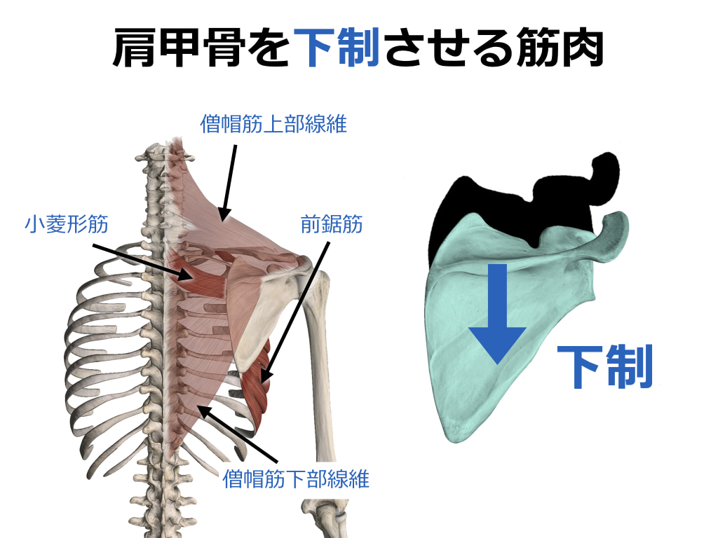 肩の筋肉の解剖図2