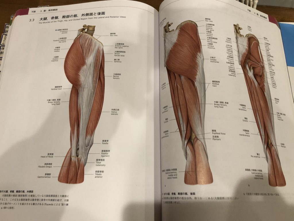 腸脛靱帯の解剖学