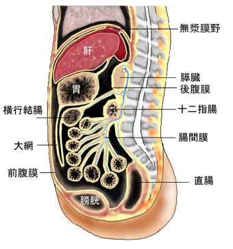 腸間膜